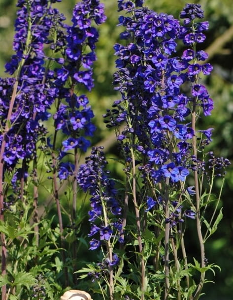 Encyklopedia roślin: Ostrozka ogrodowa Pacific  Black knight