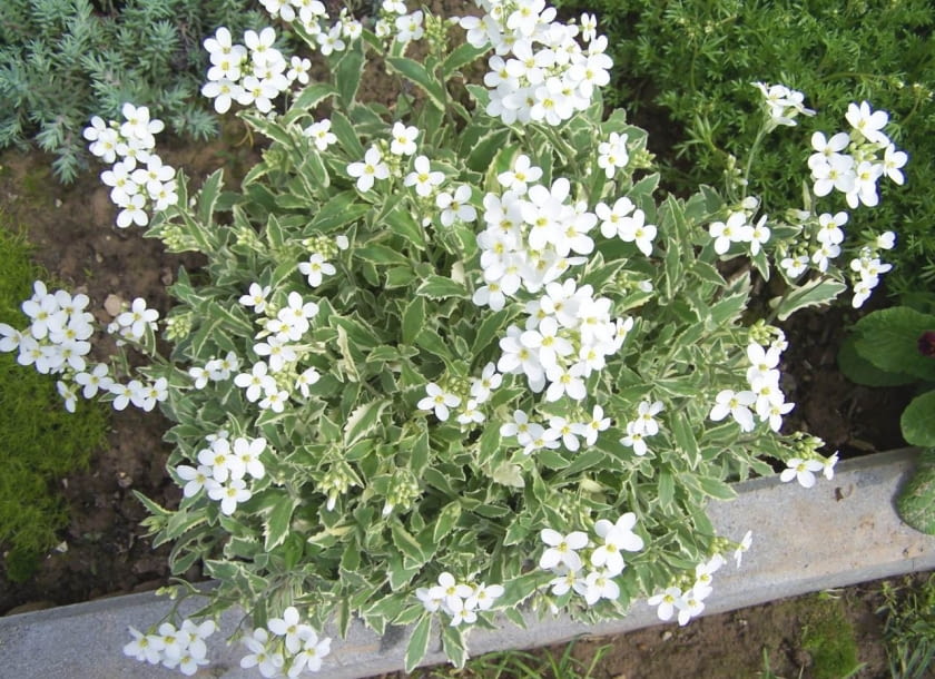 Encyklopedia roślin: Gesiowka kaukaska  Arabis caucasica