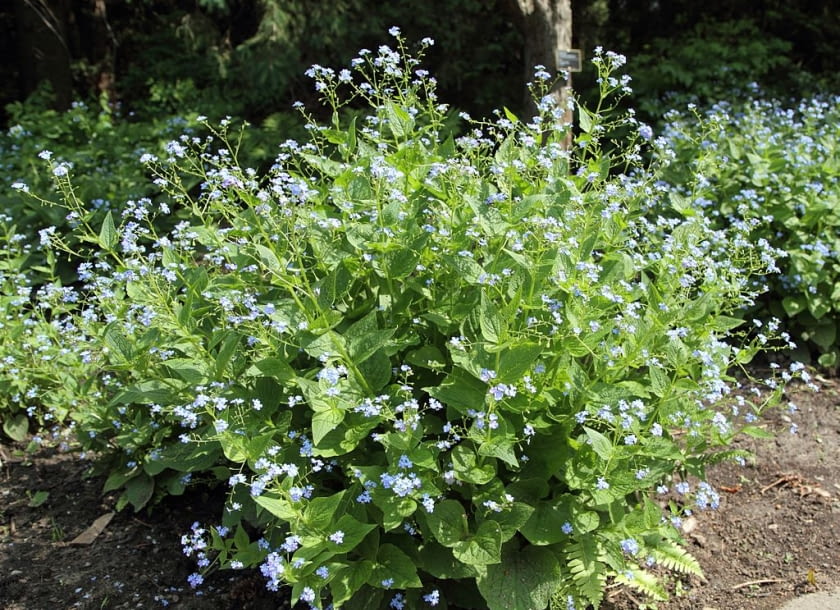 Encyklopedia roślin: Brunnera macrophhylla