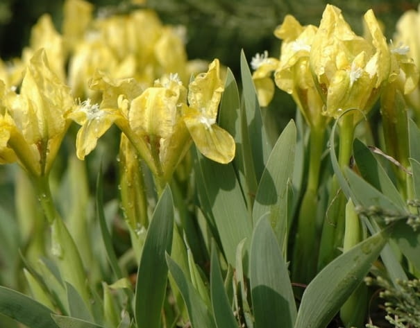 Encyklopedia roślin: Kosaciec niski  Iris pumila