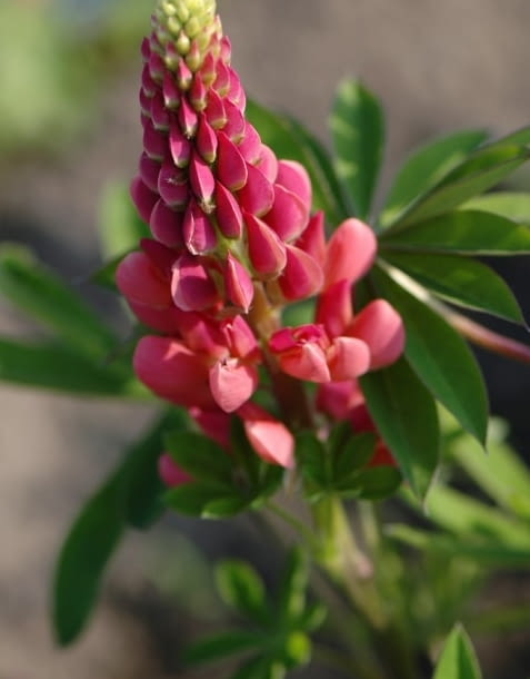 Lubin trwaly Lupinus polyphyllus The Pages Encyklopedia roślin: Lubin trwaly Lupinus polyphyllus The Pages