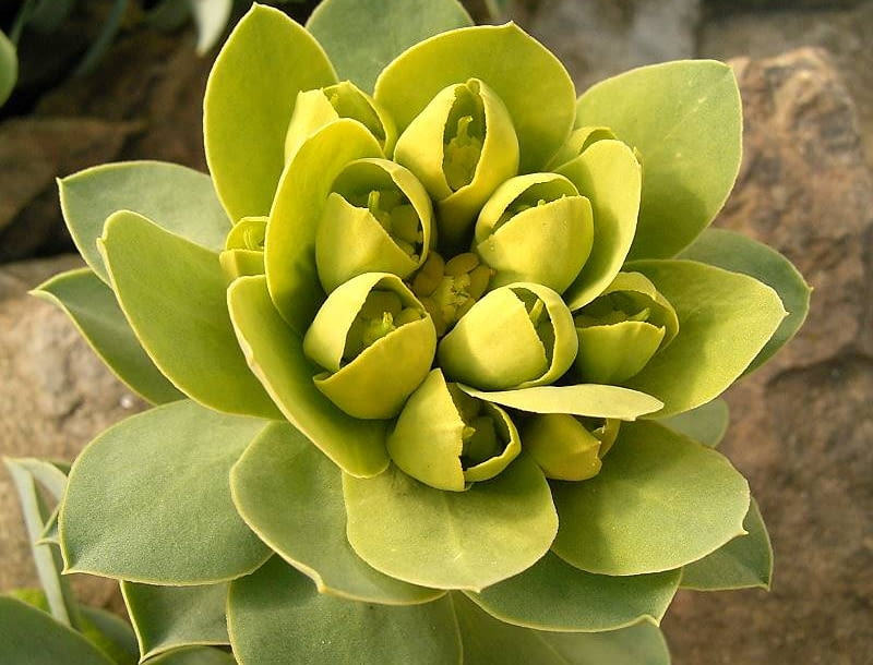 Encyklopedia roślin: Wilczomlecz mirtowaty