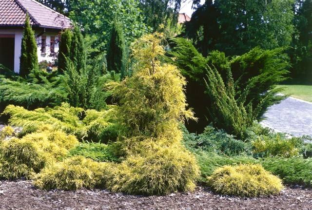 Cyprysiki groszkowe o żółtym odcieniu doskonale komponują się z zielonymi jałowcami. OGROD - ROSLINY , JALOWIEC , ZYWOTNIK , CYPRYSIK