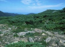 Encyklopedia roślin: Sosna karlowa  Pinus pumila