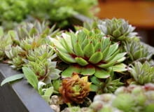 Encyklopedia roślin: 