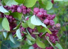 Encyklopedia roślin: Snieguliczka koralowa  inaczej makolina  Symphoric