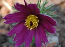 Sasanka zwyczajna (Pulsatilla vulgaris)