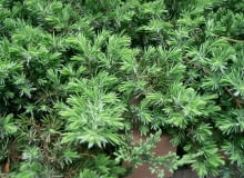 Encyklopedia roślin: Jalowiec nadbrzezny  Juniperus conferta   Blue Pac