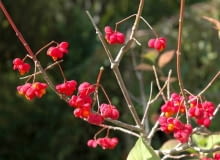 ROSLINY KRZEW TRZMIELINA POSPOLITA EUONYMUS EUROPAEUS ' RED CASCADE OWOCE FOT. PIOTR LATOCHA PUBLIKACJA OGRODY NR 11 (103) - 11 2007 SLOWA KLUCZOWE: ROSLINY OWOCE ZDJĘCIE DO WKŁADKI: PUBLIKACJA OGRODY NR 11 (103) - CZASOPISMA