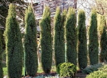 Encyklopedia roślin: Jalowiec pospolity  Juniperus Hibernica