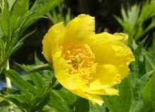 Encyklopedia roślin: Piwonia zolta  Paeonia lutea