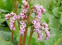 Encyklopedia roślin: Bergenia  Bergenia  to dlugowieczna bylina  Ma roz