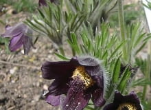 Encyklopedia roślin: Sasanka lakowa  Pulsatilla pratensis inaczej Anemo