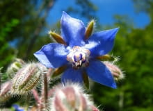 Encyklopedia roślin: Ogorecznik lekarski  Borago officinalis