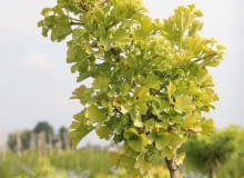 Encyklopedia roślin: Milorzab dwuklapowy