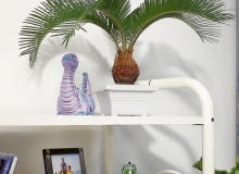 Encyklopedia roślin: Sagowiec odwiniety  Cycas revoluta   Palma paproci