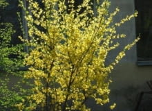 Encyklopedia roślin: 