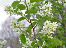 Encyklopedia roślin: Swidosliwa  Amelanchier