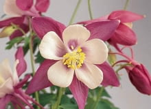 ONE TIME USE ONLY DO JEDNOKROTNEJ PUBLIKACJI ROSLINA KWIAT ORLIK AQUILEGIA VULGARIS FOT. PANAMERICAN SEED PUBLIKACJA KWIETNIK NR 9 (165) - 9 2008 SLOWA KLUCZOWE: ROSLINY KWIATY ZDJĘCIE DO WKŁADKI: PUBLIKACJA KWIETNIK NR 9 (165) - CZASOPISMA