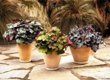 Encyklopedia roślin: 