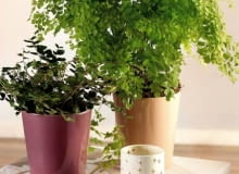 Encyklopedia roślin: WYSTROJ WNETRZ   ROSLINY WYMAGAJACE  Adiantum nie