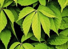 Winobluszcz pięciolistkowy