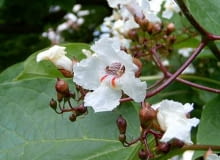 Encyklopedia roślin: Katalpa  surmia  catalpa  jest drzewem lisciastym