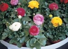 Jaskier azjatycki. Wysokie odmiany jaskrów (ok. 40 cm) są wykorzystywane w bukietach.