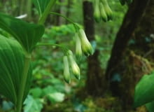 Encyklopedia roślin: Kokoryczka wielkokwiatowa  Polygonatum multiflorum