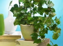 Encyklopedia roślin: Cissus rombolistny