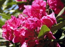 Encyklopedia roślin: Rozanecznik  Nova zembla