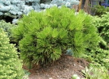 Encyklopedia roślin: Sosna bosniacka  Pinus leucodermis