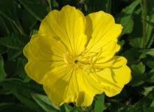 Encyklopedia roślin: Wiesiolek ozdobny inaczej missouryjski  Oenothera