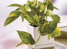 Encyklopedia roślin: Epipremnum zlociste  Epipremnum aureum