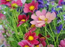 Kwiaty jednoroczne. Kolorowe kosmosy błękitne i szałwie powabne prosto z rabaty mogą trafić do bukietu