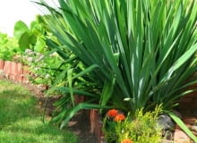 Encyklopedia roślin: Jukka karolinska