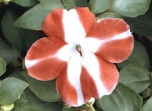 Kwitnące okazy niecierpka Wallera kupuje się zwykle wiosną jako rośliny sezonowe. Tworzą niskie (do 30 cm) kępy, choć niektóre odmiany mają zwisłe pędy.