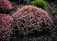 Encyklopedia roślin: Brukentalia ostrolistna  Bruckenthalia spiculifoli