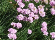 Encyklopedia roślin: Zawciag szerokolistny  Armeria pseudarmeria