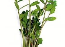 15.09.03 WARSZAWA ROSLINY DONICZKOWE ZAMIOCULCAS ZAMIOKULKAS CZESC PODZIEMNA NADZIEMNA PEDY LISCIE KORZENIE BULWY KLACZA FOT. PAWEL SLOMCZYNSKI AGENCJA GAZETA