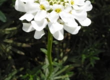 Encyklopedia roślin: Ubiorek wiecznie zielony Iberis sempervirens