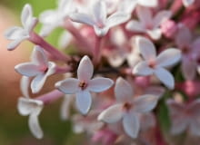 Encyklopedia roślin: Lilak drobnolistny  Krzew lisciasty  Ma owalne lis