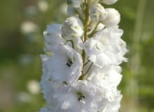 Encyklopedia roślin: Ostrozka ogrodowa Elatum  Green twist