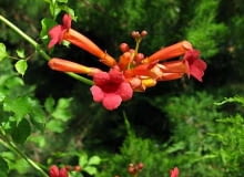 25.06.2003 FRANCJA NICEA NICE PARK PHOENIX OGROD BOTANICZNY PNACZA KWIATY MILIN CAMPSIS X TAGLIABUANA