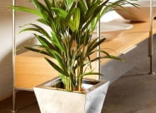 07.12.2005 WARSZAWA DLA MIESIECZNIKA CZTERY KATY ROSLINY DONICZKOWE ROSLINA DONICZKOWA WNETRZE MIESZKANIE PALMY PALMA PALEMKI PALEMKA ZIELEN DONICZKA DONICZKI NOWOCZESNE WNETRZE STYLIZACJA ANETA KOSIBA ZDJECIA ZROBIONE W SKLEPIE DELMIDECO UL. RACLAWICKA 99 FOT. LUKASZ ZANDECKI / AGENCJA GAZETA PUBLIKACJA CZTERY KATY NR 3 (173) - 3.2006