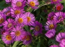 Encyklopedia roślin: Aster nowoangielski  Andenken an Paul Gerber