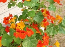 NASTURCJA(Tropaeolum majus) tworzy kwiaty w ognistych barwach. Pędy u odmian karłowych mają długość 30-50 cm, u pnących dorastają do 3 m. Siew: wprost do skrzynek w kwietniu lub w maju.