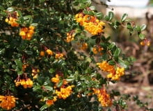 Encyklopedia roślin: berberys Darwina  Berberis darwinii  ma zolte lub