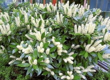 18.05.2005 WARSZAWA LAUROWISNIA WSCHODNIA PRUNUS LAUROCERASUS KRZEW LISCIASTY KOLOR BIALY WIOSNA FOT. ZIEMOWIT WARDECKI DVD006 PUBLIKACJA KWIETNIK NR 2 (146) - 2 2007 KONTAKT DO AUTORA ZDJEC POD NR TEL.: 505064522 SLOWA KLUCZOWE: ROSLINY KWIATY ZDJĘCIE DO WKŁADKI: PUBLIKACJA KWIETNIK NR 2 (146) - CZASOPISMA