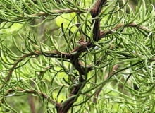 MODRZEW JAPOŃSKI 'DIANA' po 10 latach osiąga wysokość około 5 m - oczywiście jeśli nie jest mocno przycinany.